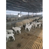 供應杜寒改良綿羊品種一代二代母羊多胎多肉耐粗飼長勢快效益高